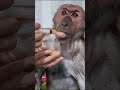 happiness of smart monkey abu #short #shortfamilyabu #monkey