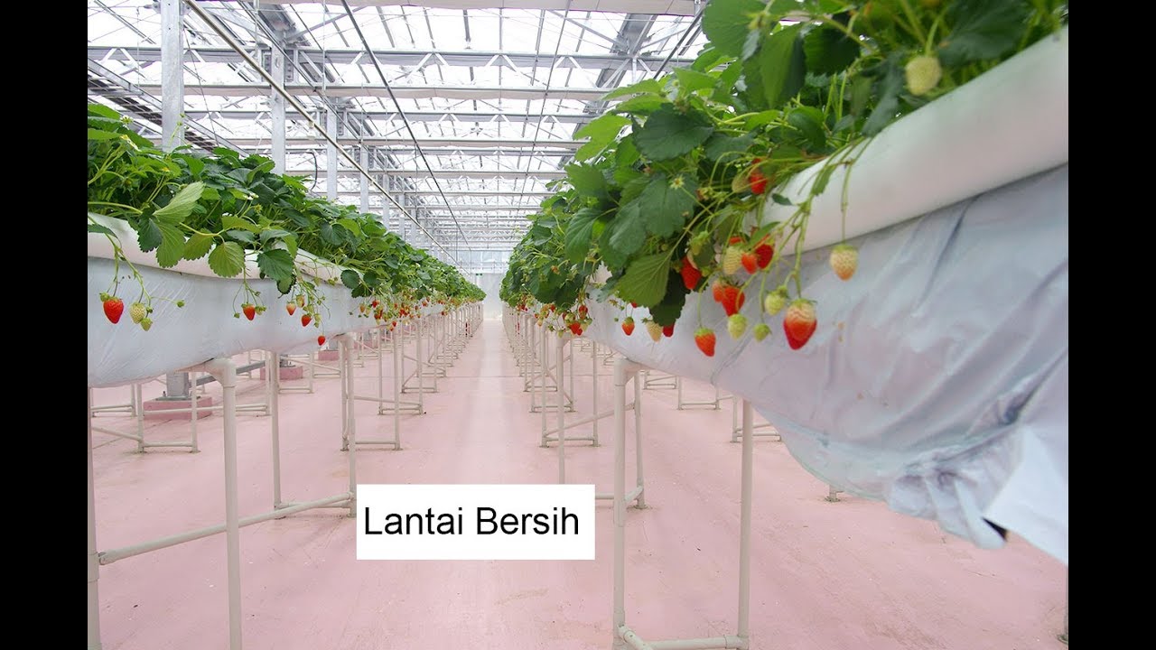 Japan Hydroponic Strawberry YouTube