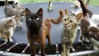 Want to know what happens when your pet gets "fixed"?