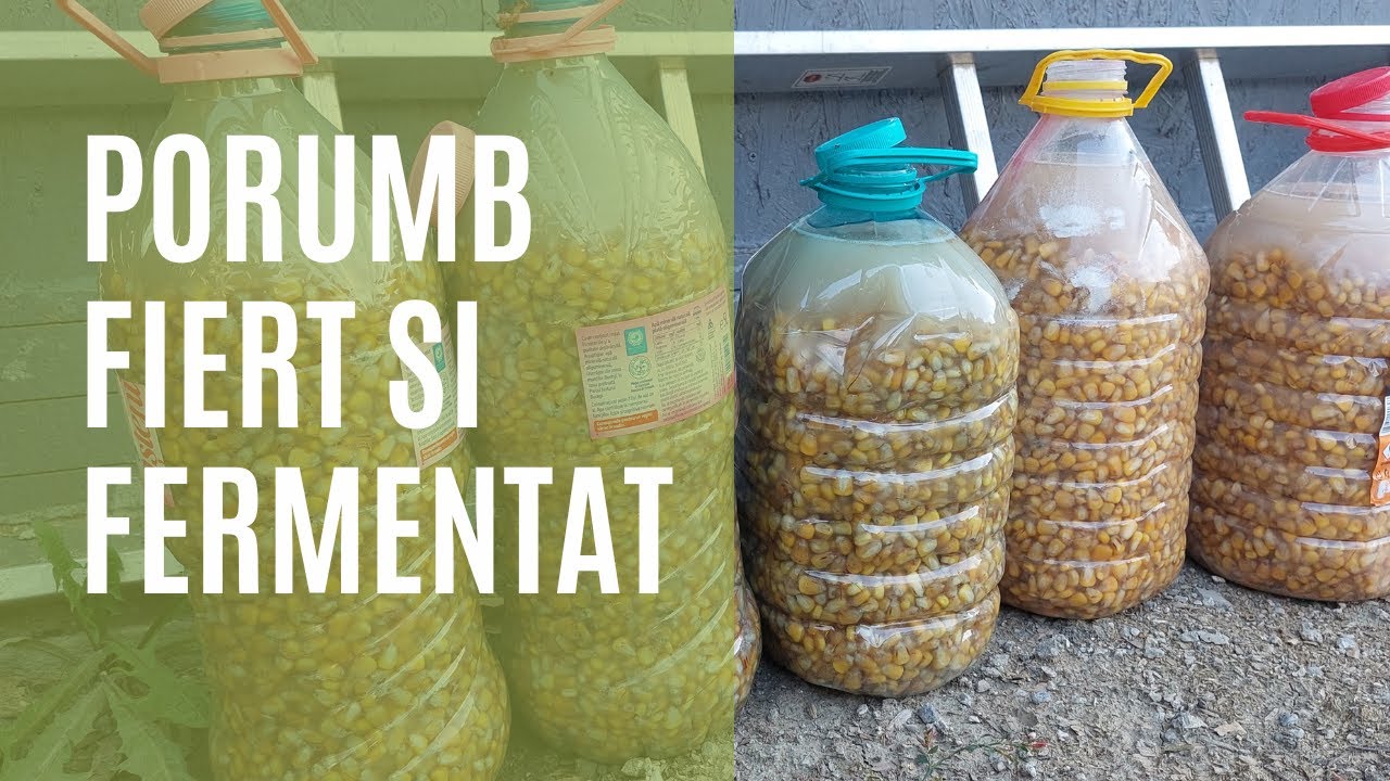 Cum fierb si pun la fermentat porumbul pentru pescuit pe salbatic la ten si crap