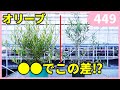 【これだけ押さえたい‼】オリーブの育て方 ３か条 by 園芸チャンネル449 園芸 ガーデニング 初心者