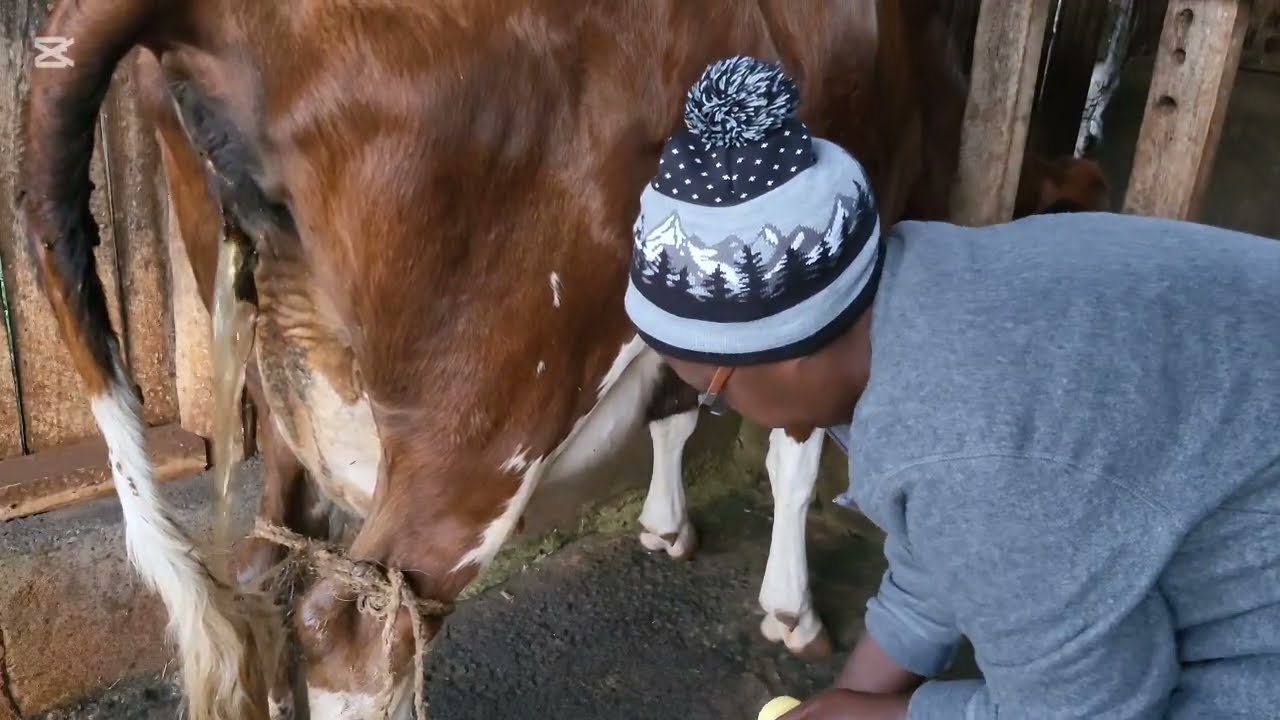 Доение наших молочных коров || Жизнь в сельской усадьбе.