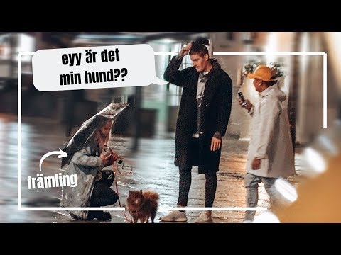 Video: Hundens nötkreatur avbröts av sin egen snor