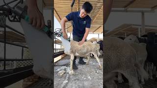 🐑 #sheep #sheepfarming #smartwork #rogator #ad #asmr #mashallah #agriculture #farmlife #speed #me