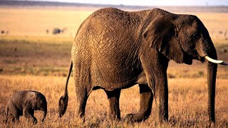 Incredible Motherly Love: Baby Elephant Rescued from Mud Hole by Dedicated Mother  Part 1