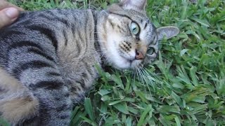 Cats and Garden, Season4 Episode1 by Mia Snow 152 views 7 years ago 14 minutes, 21 seconds