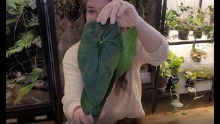 Anthurium Haul  Unboxing New Wishlist Plants!