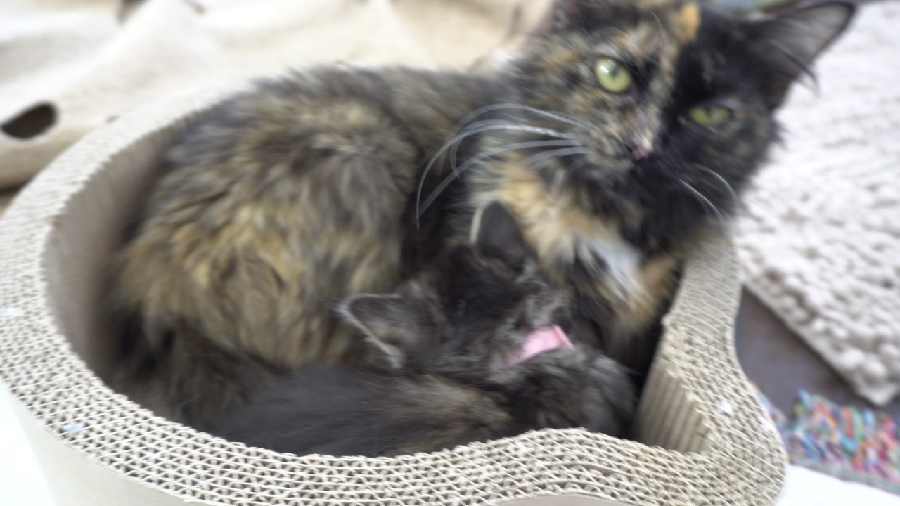 cats inn Kitten Close Up 4K 2017-08-02