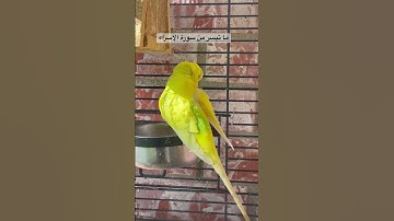 #سورة_الإسراء #قران_كريم #المصحف #العراق #طيور #امريكا #kuranıkerim #birds #iraq #lovebirds #egypt