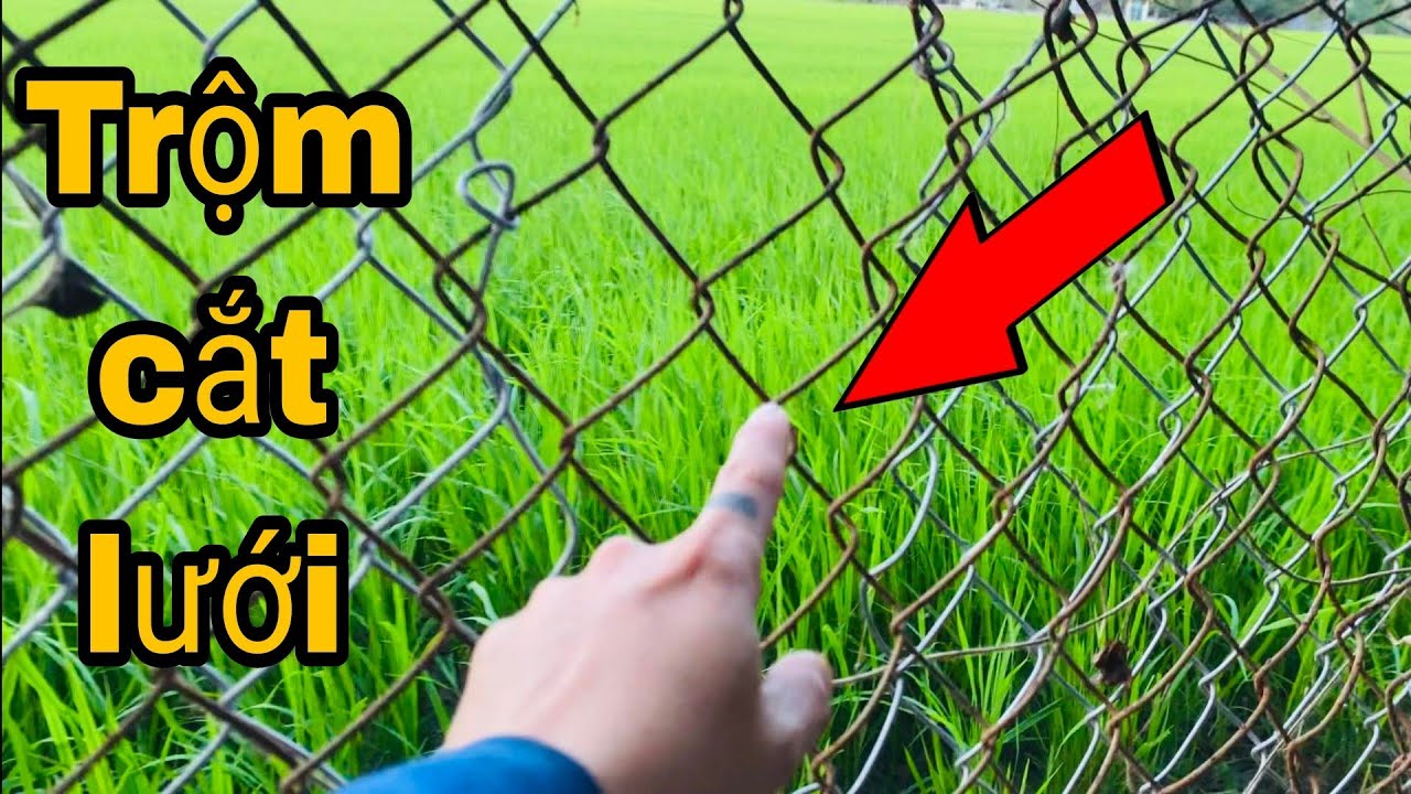 TR.ỘM ĐỘT NHẬP TR.ẠI BỒ CÂU CỦA MÌNH.TẾT ĐẾN ANH EM CẨN THẬN/VGC