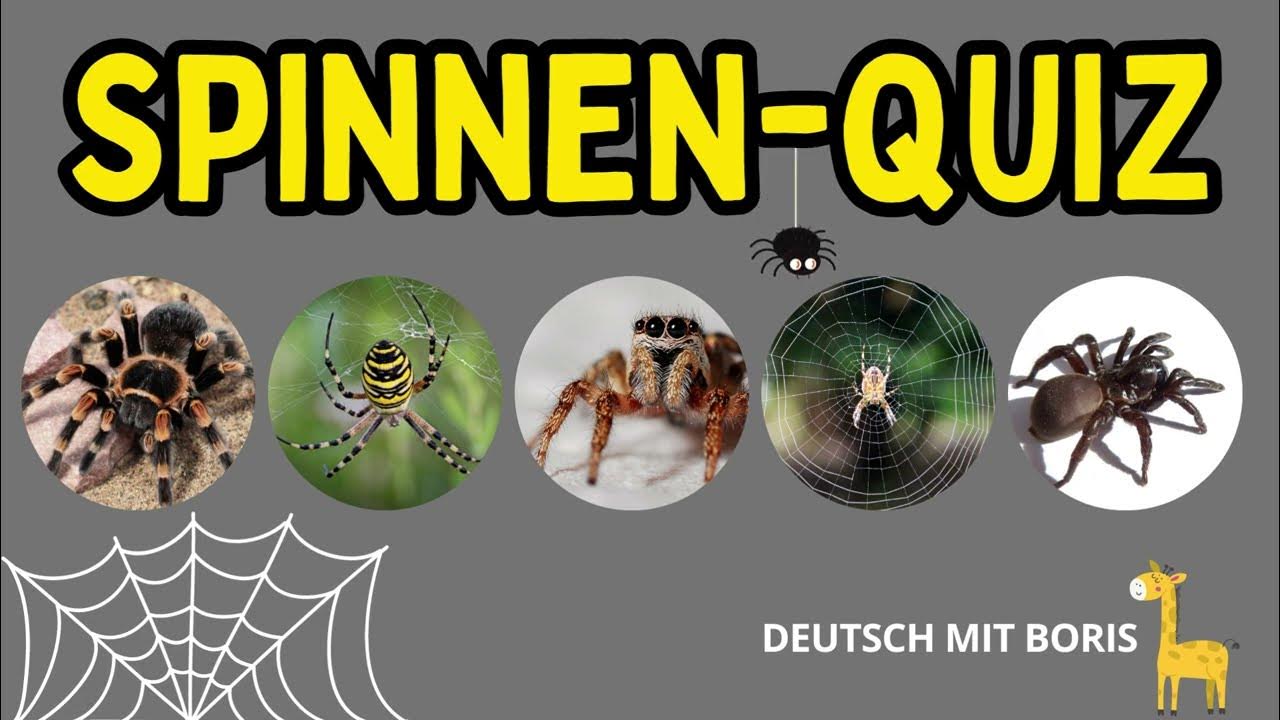 Spinnen-Quiz?️?️Teste dein Wissen? ? - YouTube