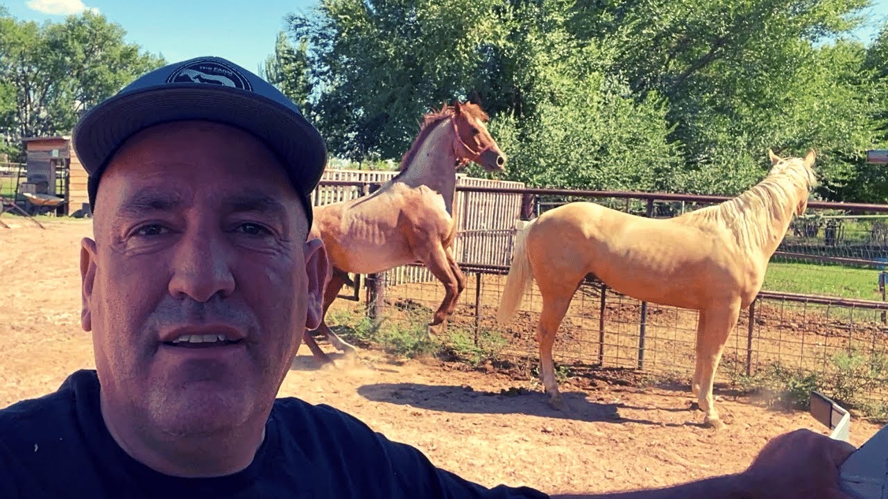 MEET THE STUDS on the FARM! - YouTube