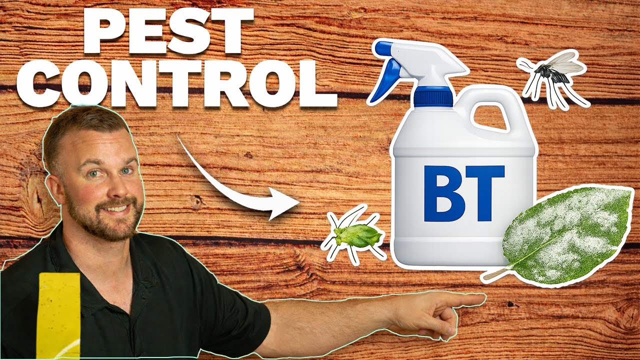 Борьба с вредителями в теплицах: тля, грибные комарики, белокрылки и мучнистая роса.