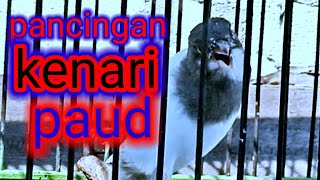 Download Lagu pancingan kenari malas bunyi MP3