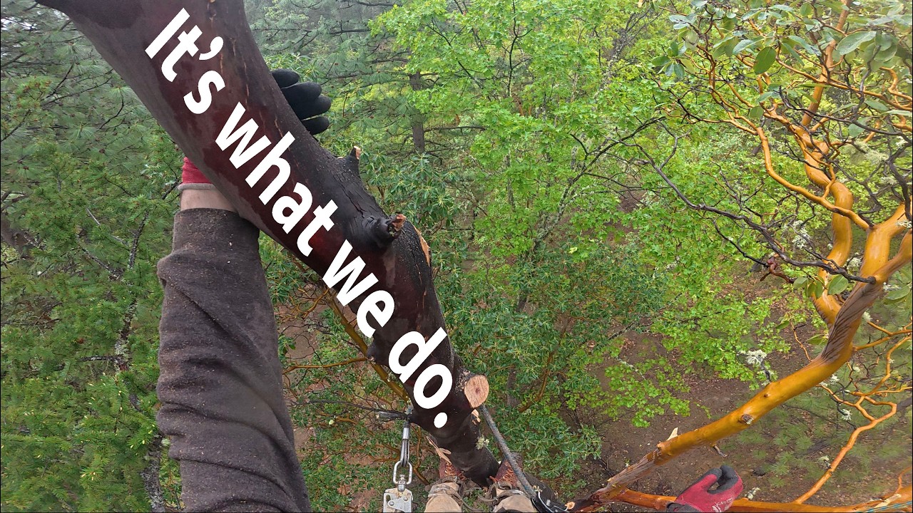Climb Slippery Dead Tree in the Rain