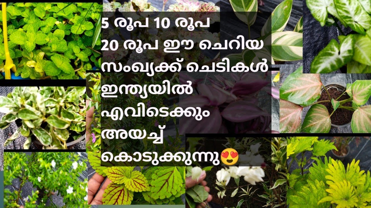 low cost plants online sale YouTube