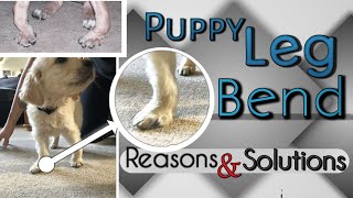 leg bending in dog puppies कुत्ते के पैर मुड़ना dog puppy leg bending problem solution