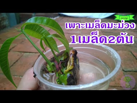 Mango growers | วิธีเพาะเมล็ดมะม่วง 1 เมล็ด ได้ 2 ต้น งอกราก งอกใบ พร้อมลงดินปลูก