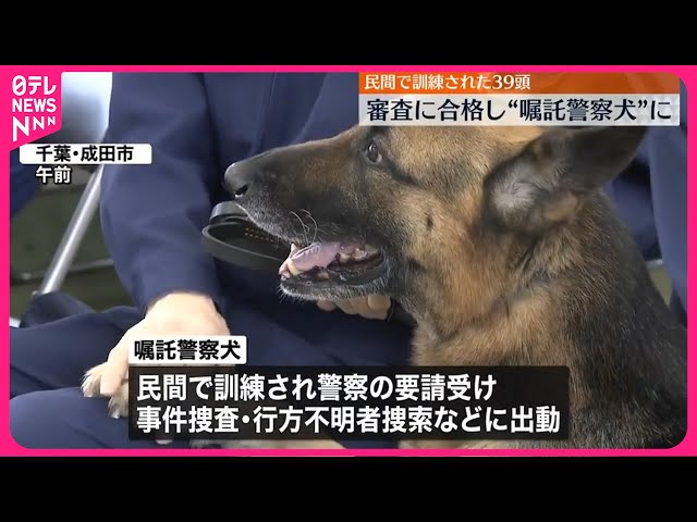 強者警察犬 孤高の犬（ひと）～警察犬マーシャル君の日常～【千葉県警察公式