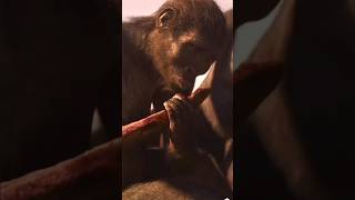 What Is The Evolution Of The Human? Homo Habilis Homo Erectus Homo Sapiens తలగ