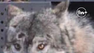 Wolf killed by hunter mistaken for coyote