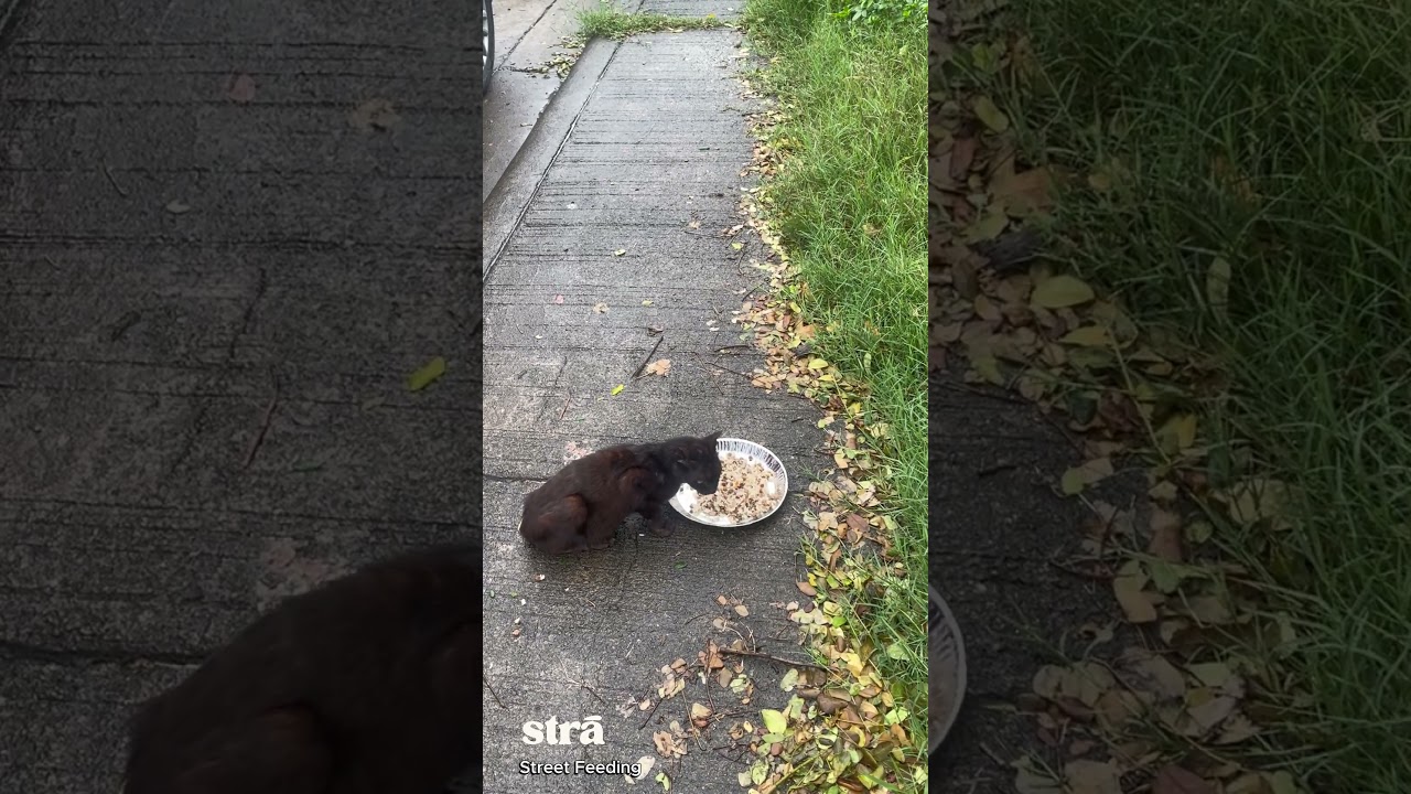 We spotted this stray cat sitting quietly on the side while we were street feeding.
