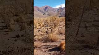 Ver2516, Plantas autóctonas Los Molles, Malargüe, Mendoza, Argentina