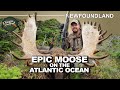 Remote atlantic ocean hunt for moose in newfoundland  canada in the rough