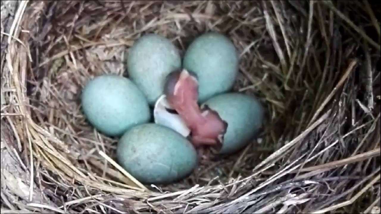 Blackbird Chicks Hatching - Youtube
