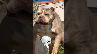 #new #pitbull #trasformation #trend #trendingshorts #viral #dogs 🐕🐕🌺🌺