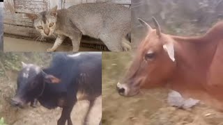 garo comedy, menggo bima😃😃#comedy #cat #cow