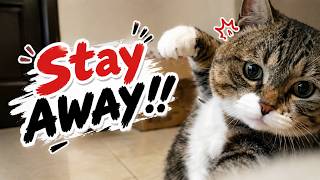 This doodle hand is SO ANNOYING! 😹 #funnycats  #cutecat #catdoodles #oopsmeow