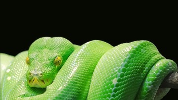 🐍 Top facts about the green tree python every kid should know