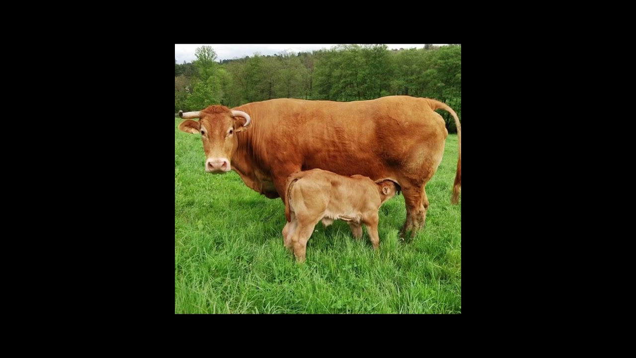 Hola amigos! Curiosidades sobre las vacas N 74. @Galicia_canibal