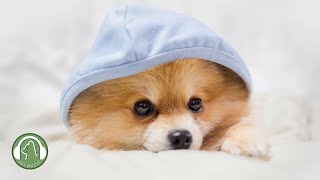 Soothing Music for sleeping dogs🐶Anxiety and stress relief music🎵Dog favorite music. by My Pet Music 27,627 views 1 month ago 10 hours, 24 minutes