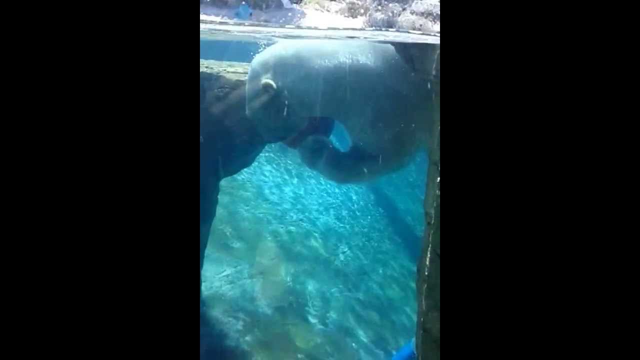 Polar Bear demonstrates impressive basketball skills