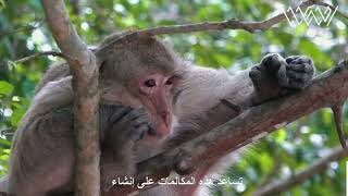 The Dark Secrets of Monkeys: Unveiling Remarkable Facts