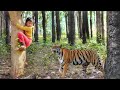 Tiger attack man in the forest  tiger attack in jungle royal bengal tiger attack