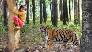 tiger attack man in the forest | tiger attack in jungle, royal bengal tiger attack