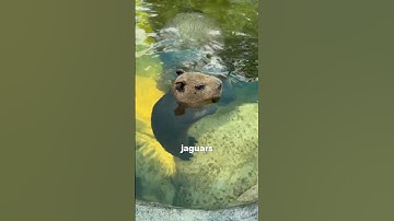 Why Don’t Predators Attack Capybaras? #capybara #wildlife #animals #animallife #youtubeshorts
