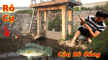 Câu cá Rô đồng, phát hiện điểm câu toàn Rô Cụ