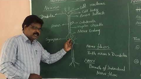 OMD 551 Basics Of Biomedical instrumentation..5th sem EEE: Nervous system by Dr.S.JosephJawhar,ACEW