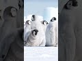 Ice Ice Babies🐧 Emperor penguin chicks staying on the sea ice #Antarctica #penguin #wildlife #animal
