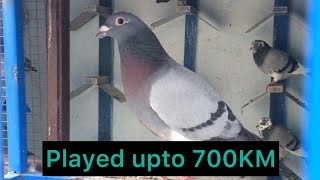 Long Distance Racing Pigeon Bloodline 2021 | Long Distance Racing Pigeon