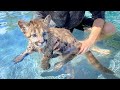 BABY MOUNTAIN LION LEARNS HOW TO SWIM !!