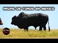RAZAS DE TOROS MEXICANOS – Raza de ganado Mexicano – Toros de Mexico