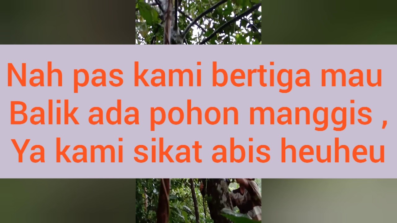 Nemu anak ayam hutan.!!! 