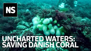 Scientists discover hidden coral habitat in Denmark