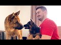 German Shepherd Meets German Shepherd Puppy for the First Time!