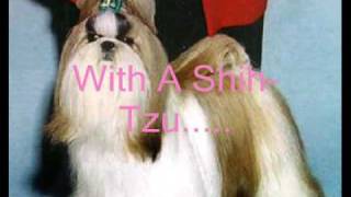 English Bulldog + Shih Tzu =
